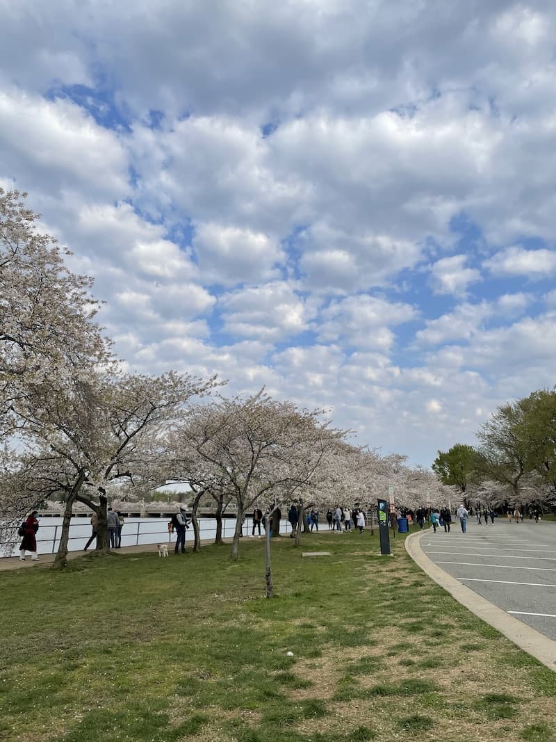 DCの桜
