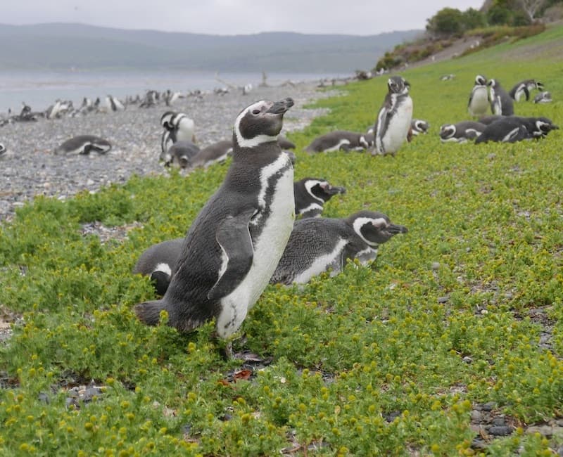 ワインとペンギンと氷河とエルバンのインク